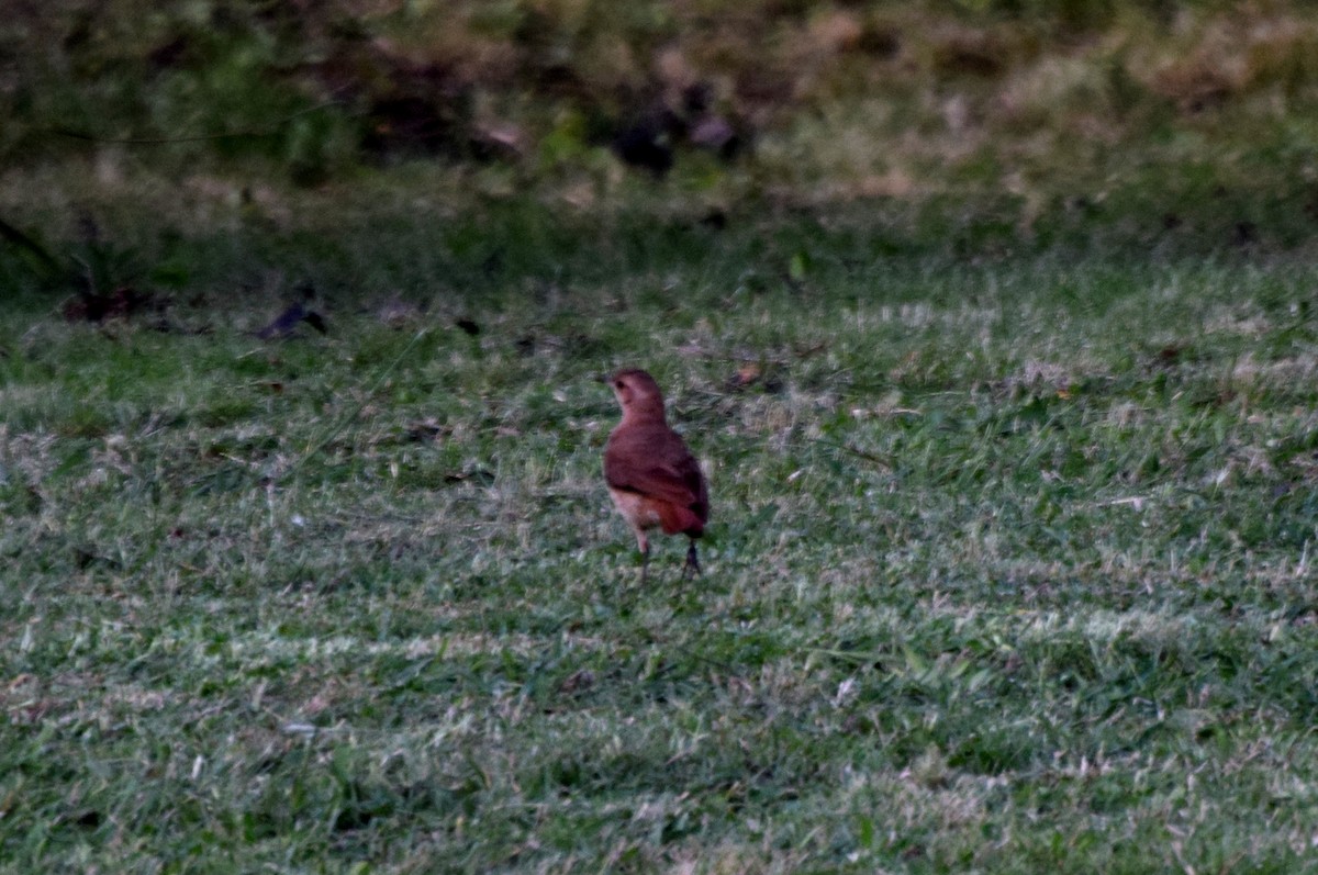 Rufous Hornero - ML637182241