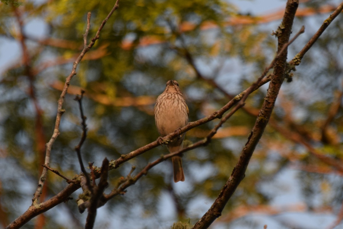 Saffron Finch - ML637182264