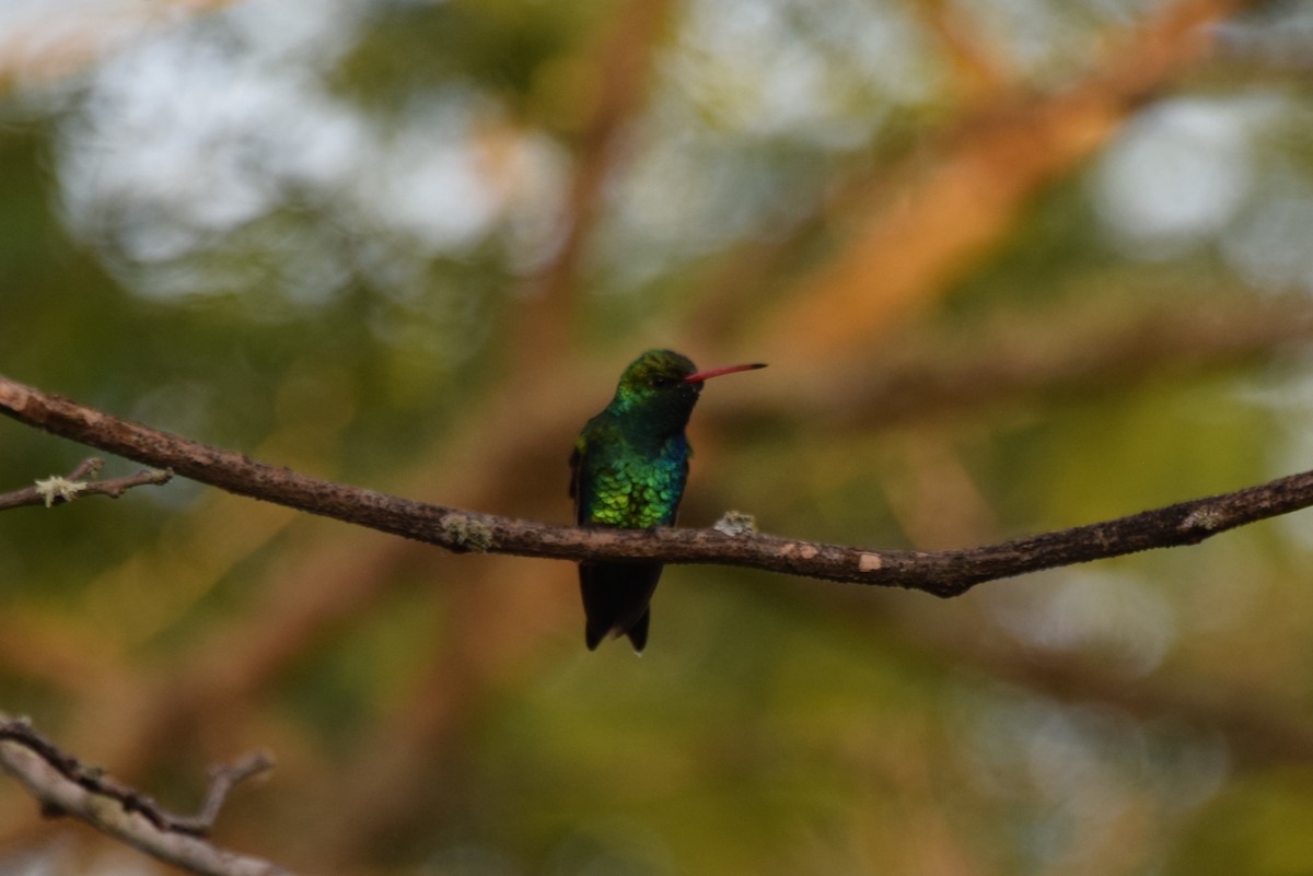 Glittering-bellied Emerald - ML637182272