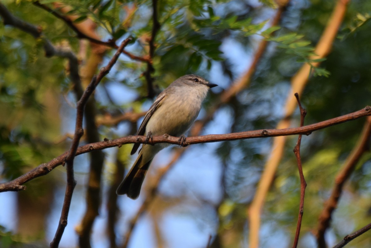 Suiriri Flycatcher - ML637182275