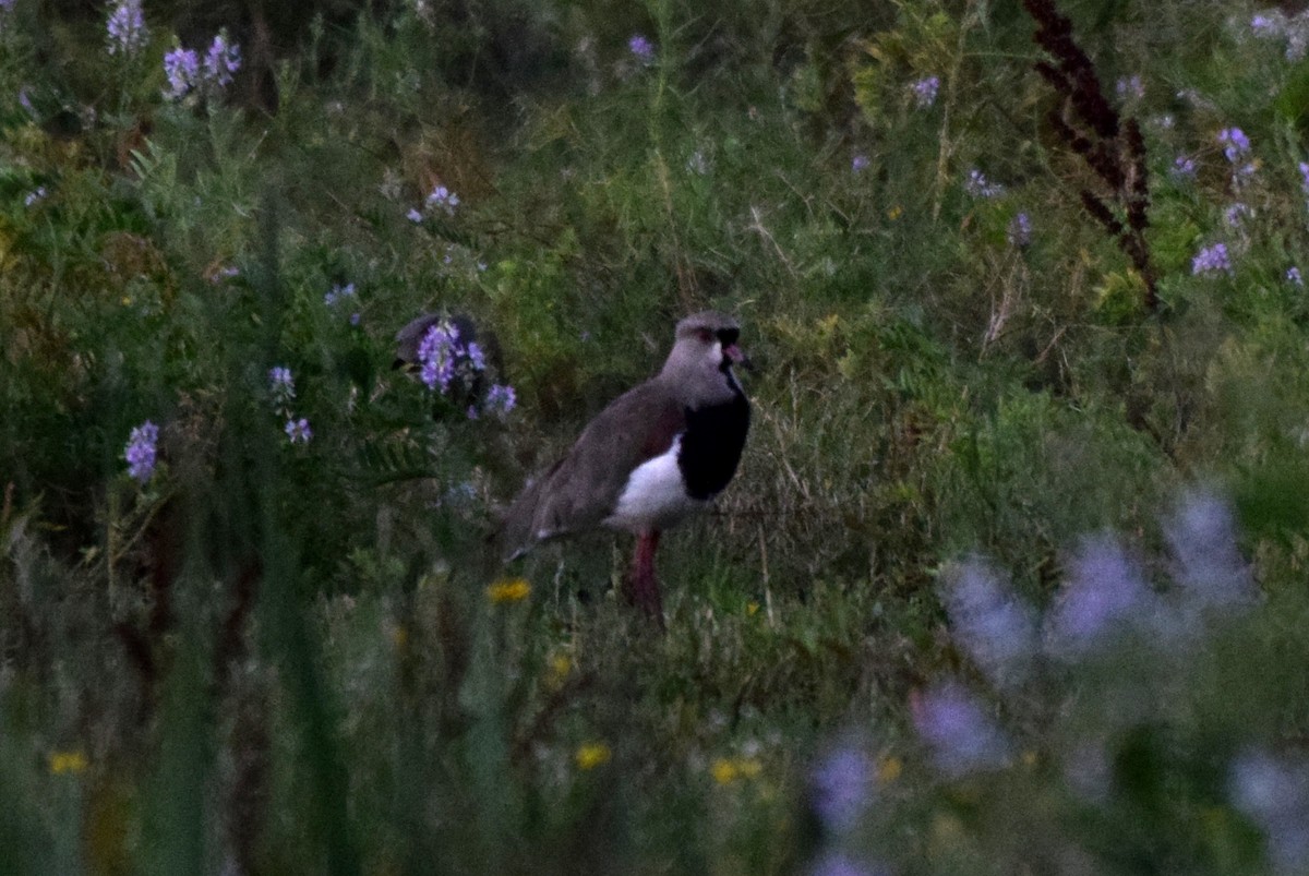 Southern Lapwing - ML637182287