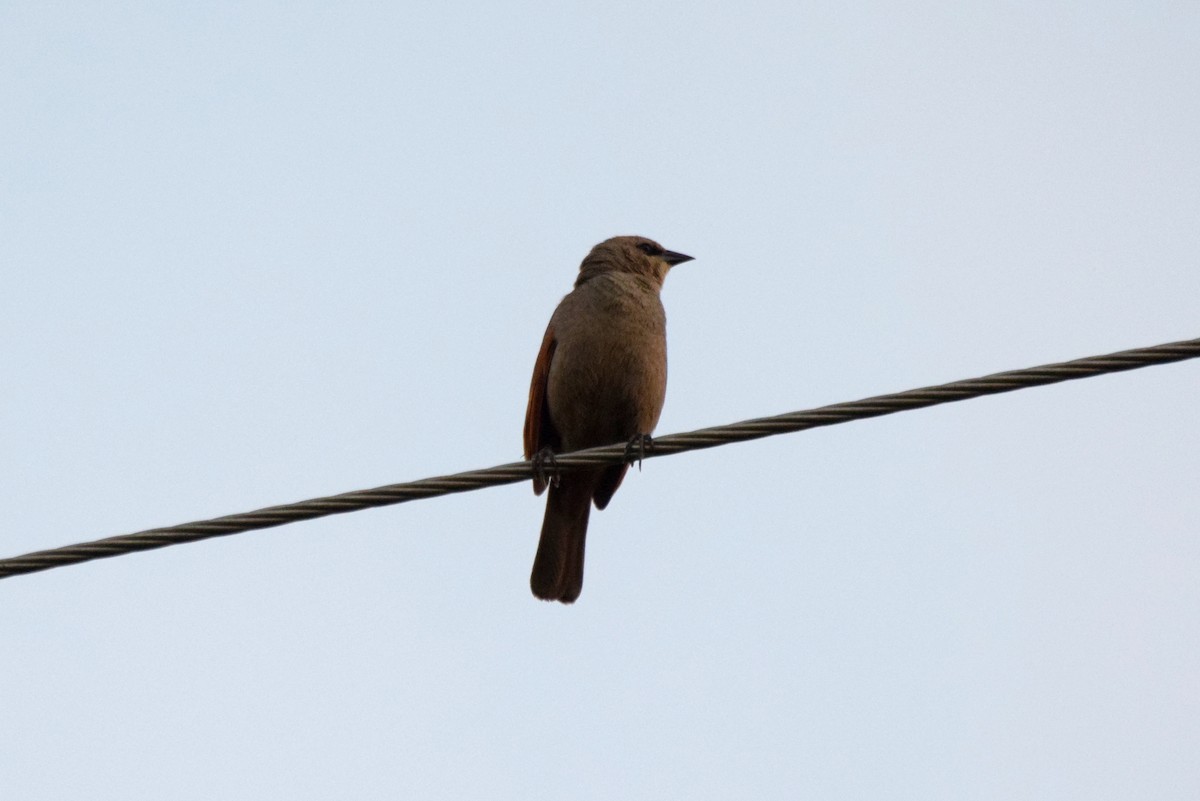 Grayish Baywing - ML637182315