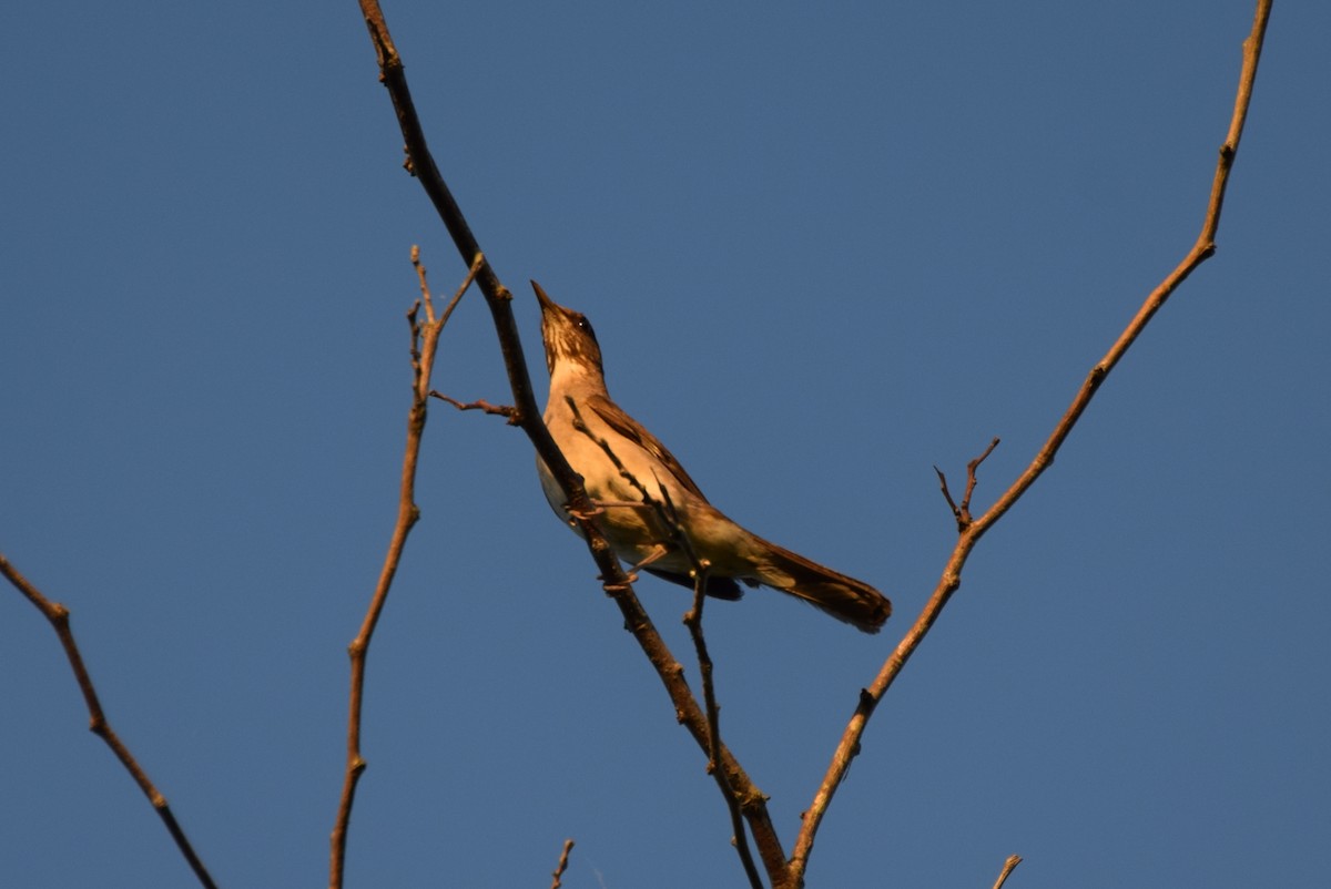Creamy-bellied Thrush - ML637182321