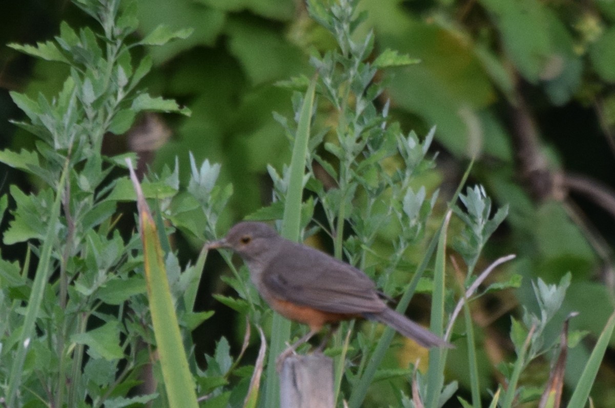 Rufous-bellied Thrush - ML637182323