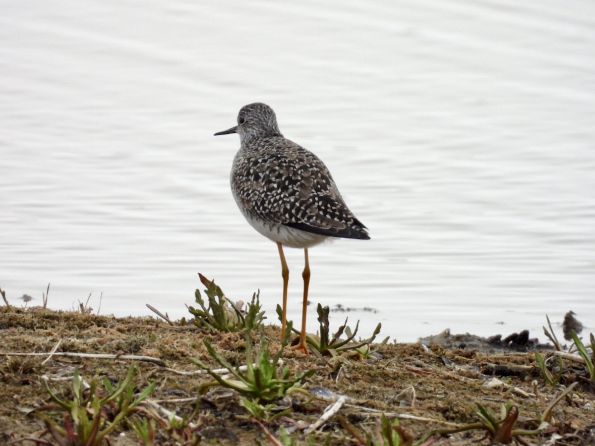 Lesser Yellowlegs - ML637182367