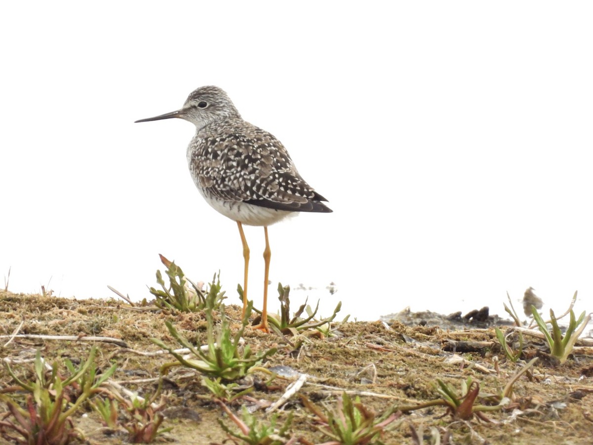 Lesser Yellowlegs - ML637182368