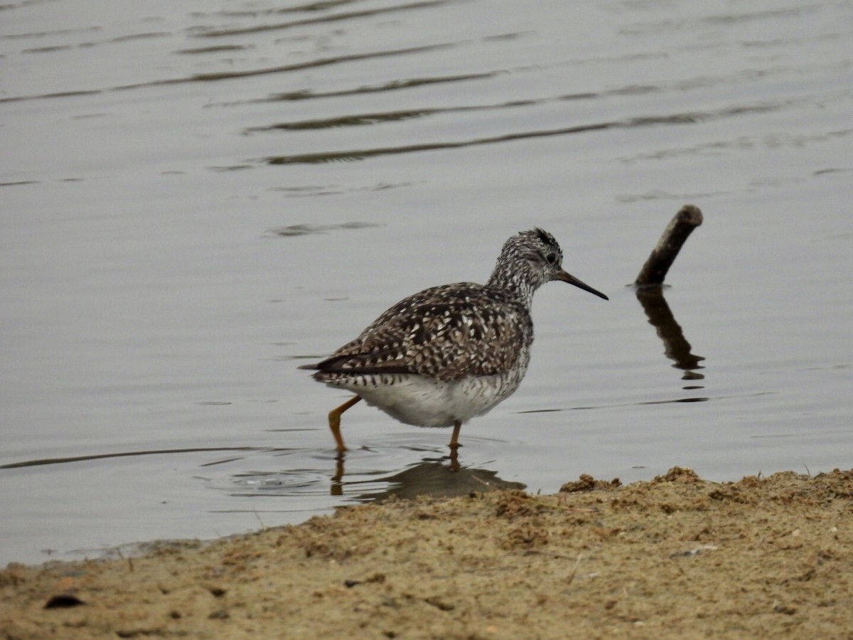 Lesser Yellowlegs - ML637182397