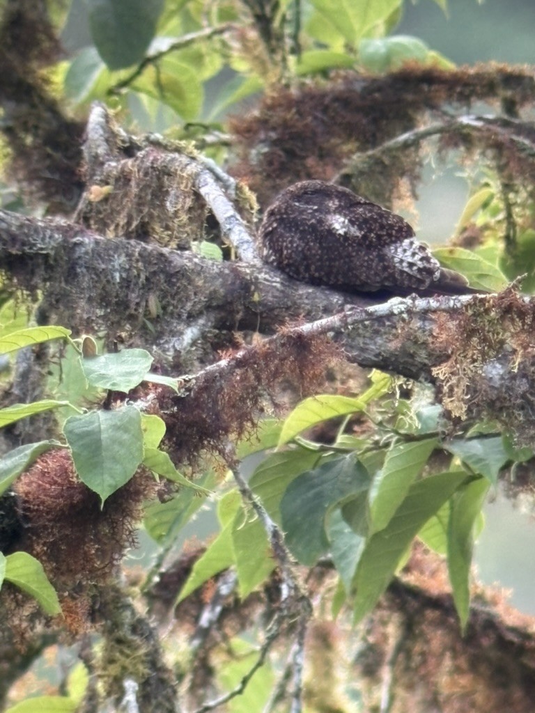 Short-tailed Nighthawk - ML637182564