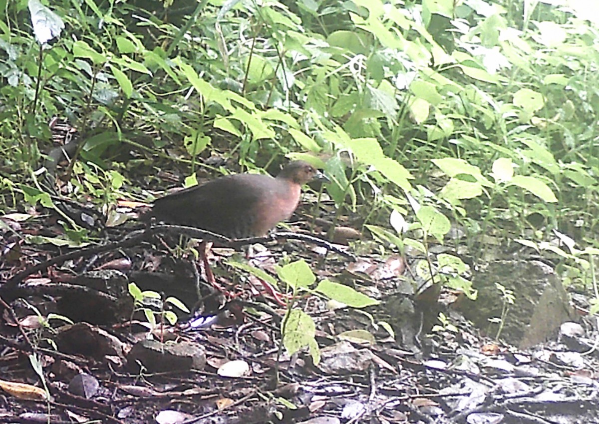 Band-bellied Crake - ML637182590
