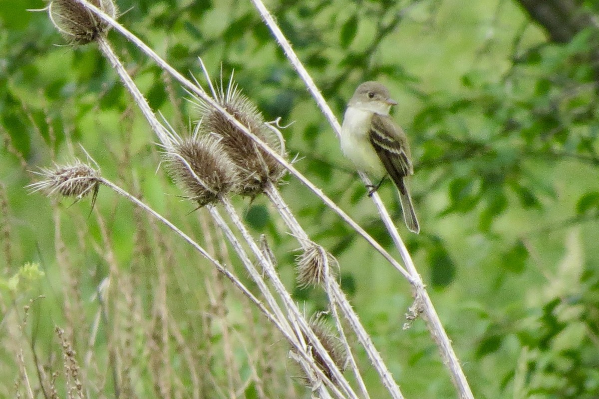 Willow Flycatcher - ML637182618