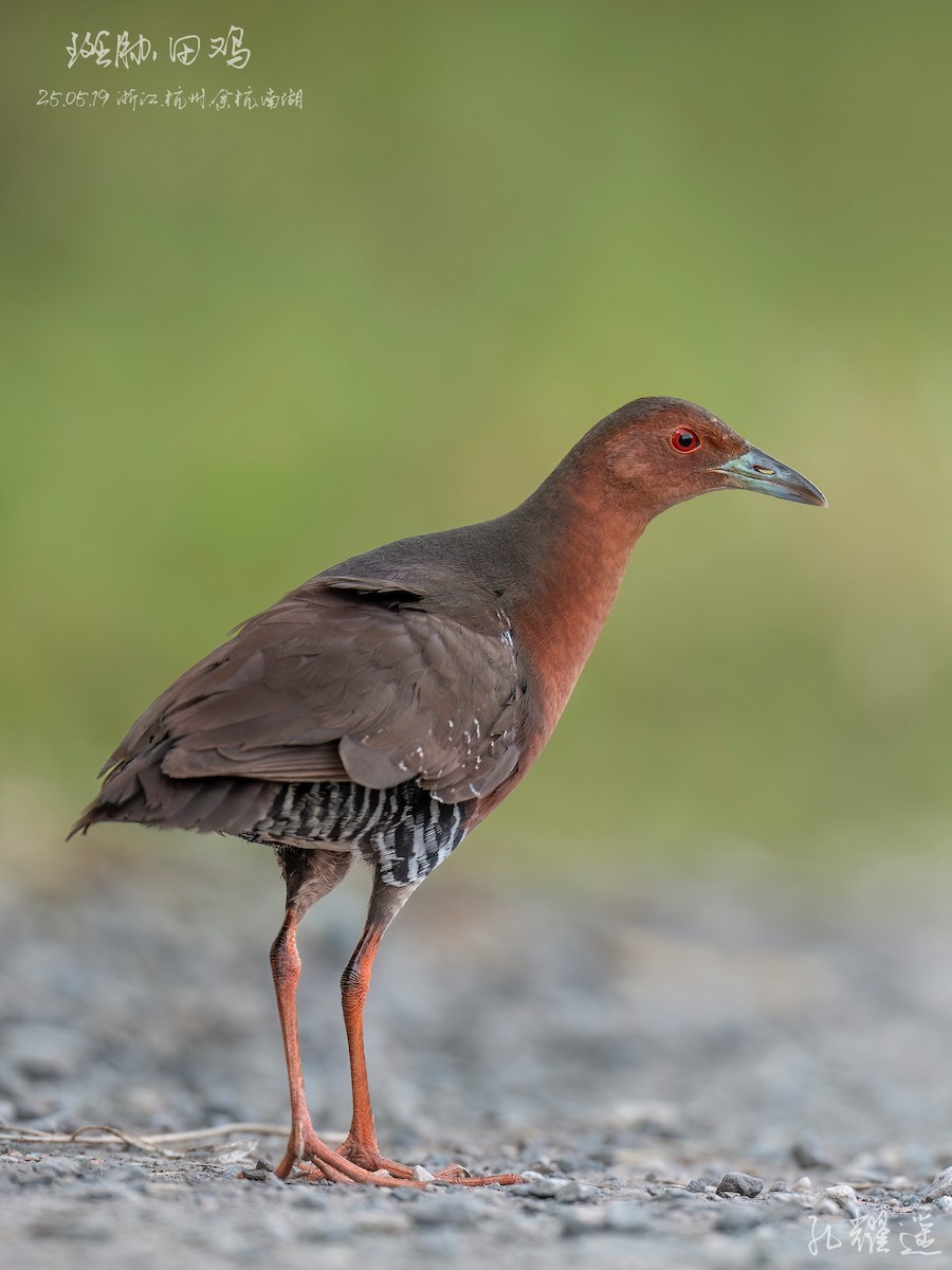 Band-bellied Crake - ML637182623