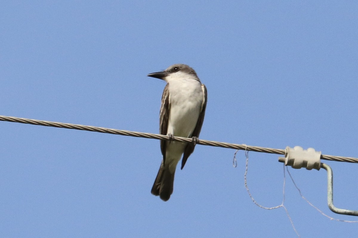 Gray Kingbird - ML637182627