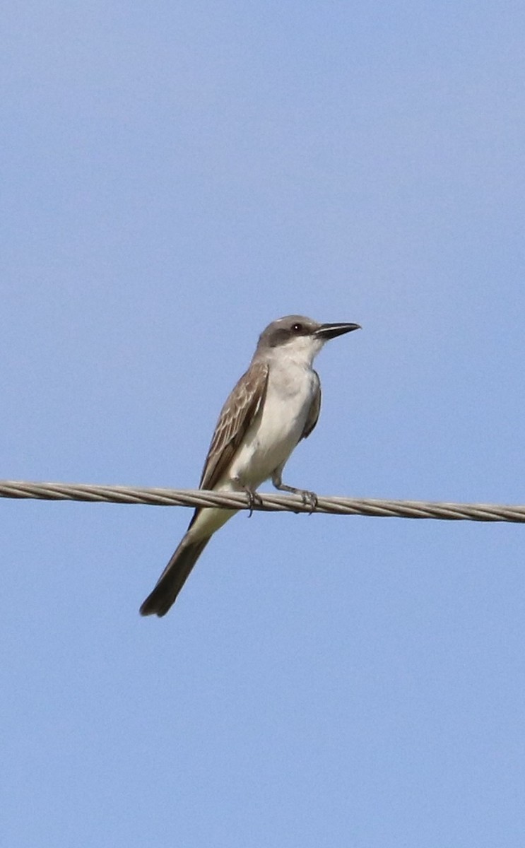 Gray Kingbird - ML637182628
