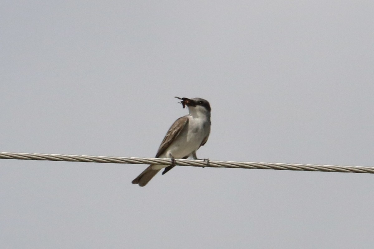 Gray Kingbird - ML637182629