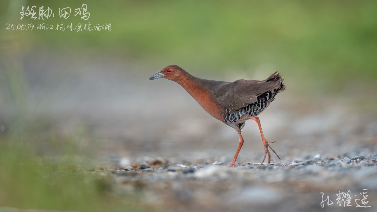 Band-bellied Crake - ML637182635