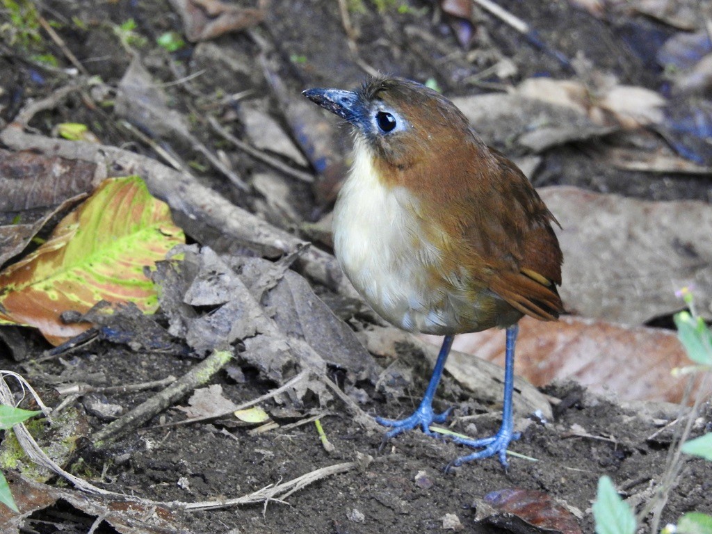 Yellow-breasted Antpitta - ML637182636