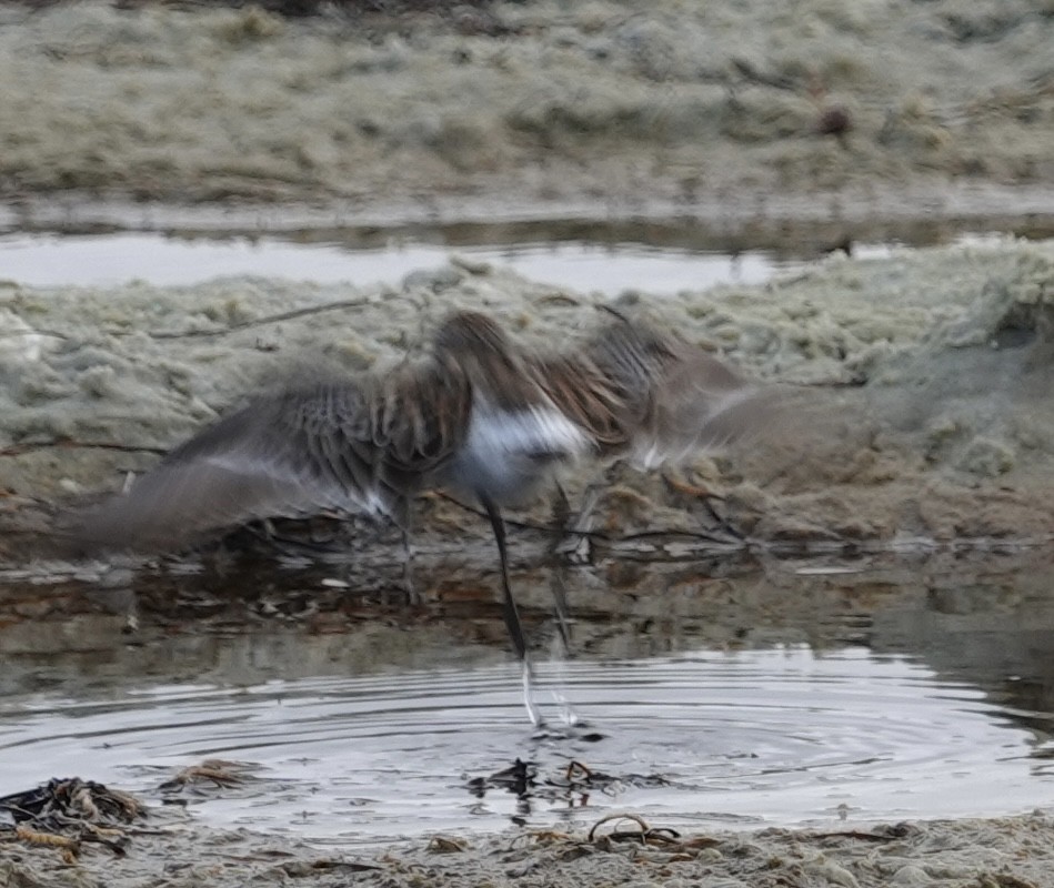 White-rumped Sandpiper - ML637182637