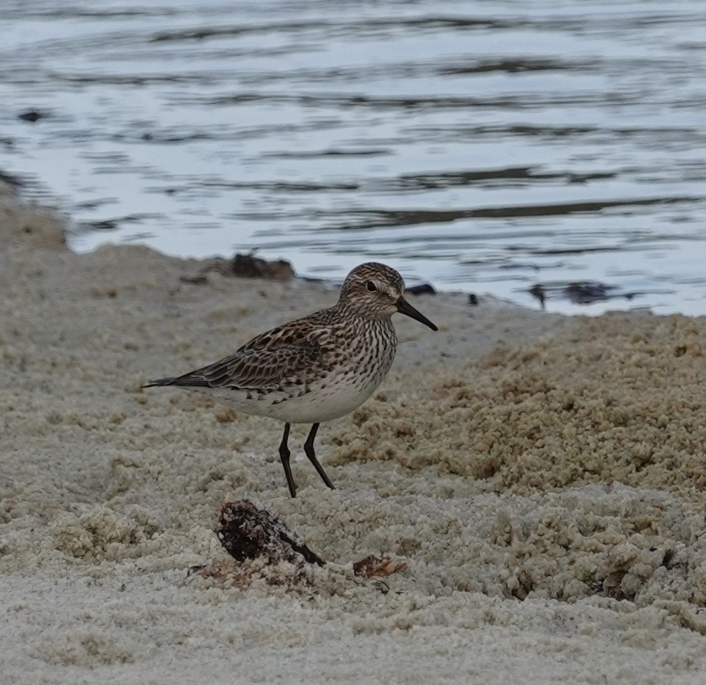 White-rumped Sandpiper - ML637182638