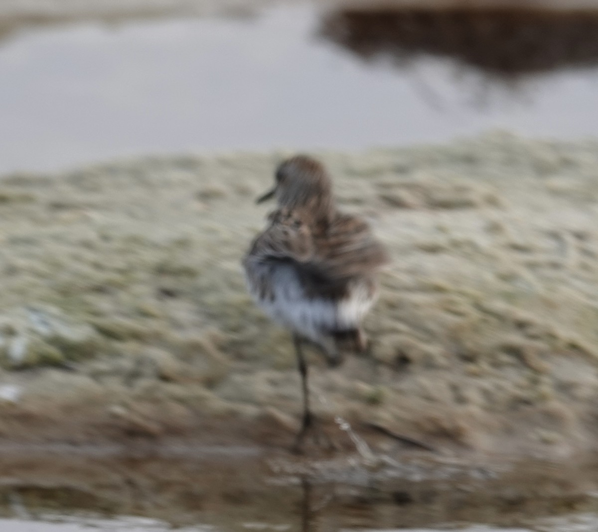 White-rumped Sandpiper - ML637182639