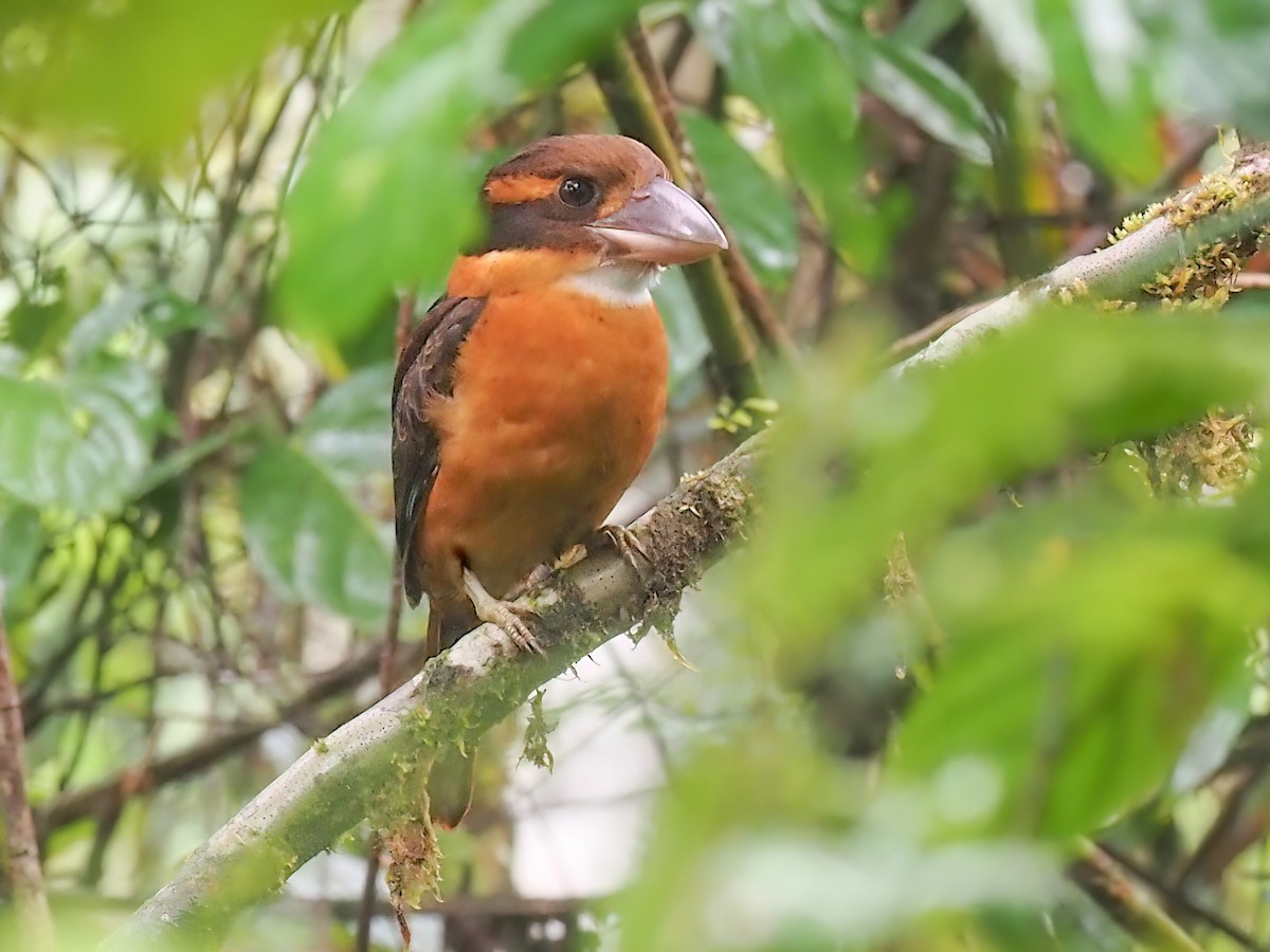 Shovel-billed Kookaburra - Dacelo rex - Birds of the World