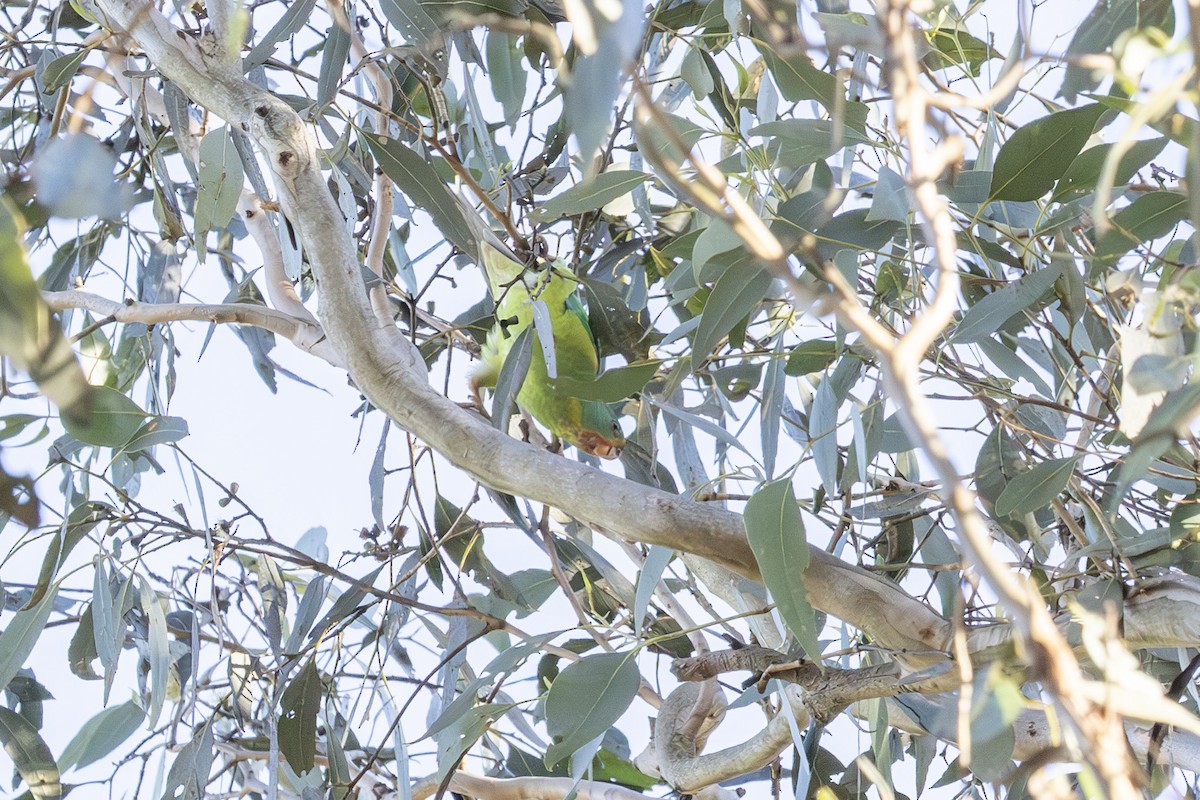 Swift Parrot - ML637182659