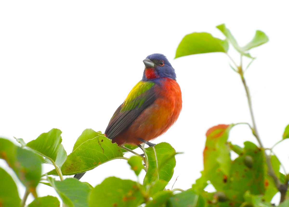 Painted Bunting - ML637182686