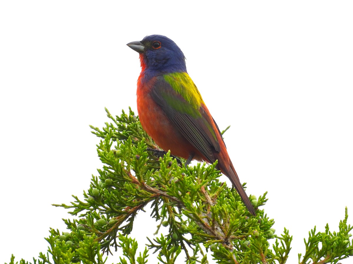 Painted Bunting - ML637182692