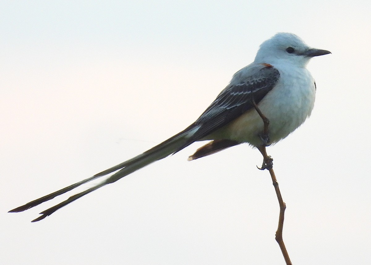 Scissor-tailed Flycatcher - ML637182725