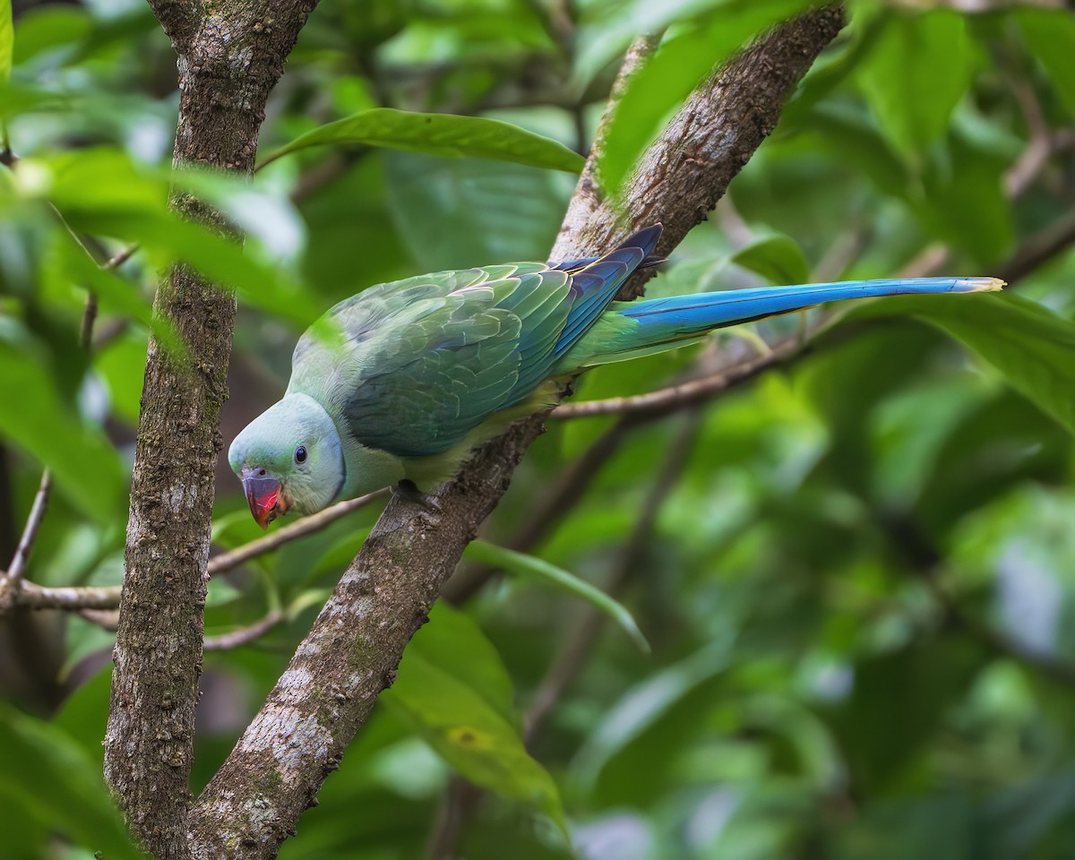 Malabar Parakeet - ML637182879