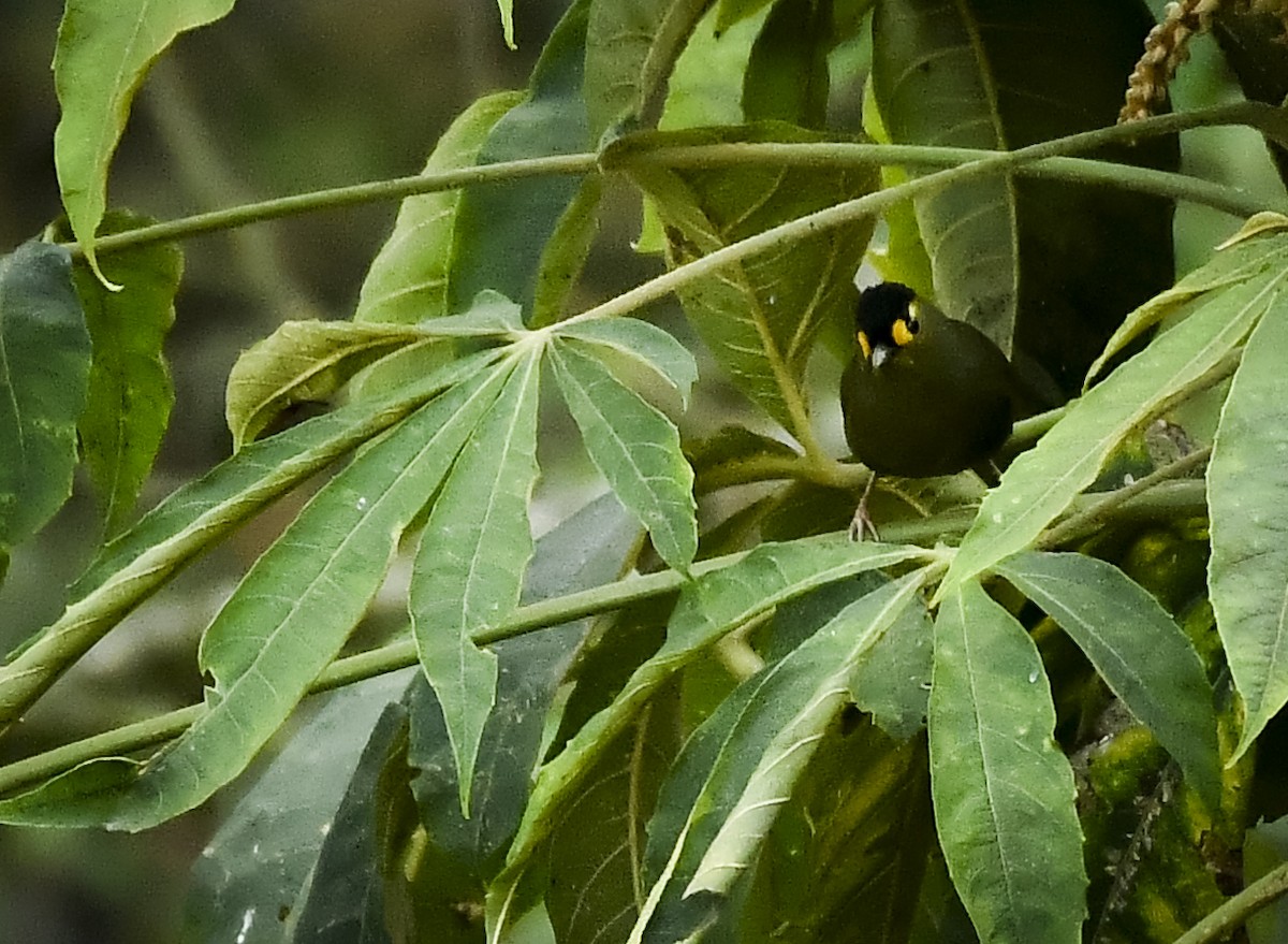 Bugun Liocichla - ML637182880