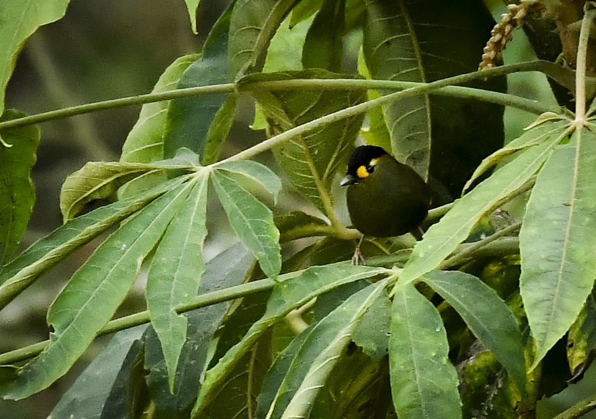 Bugun Liocichla - ML637182881