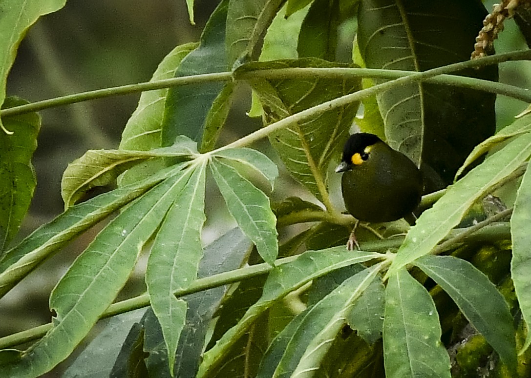 Bugun Liocichla - ML637182882