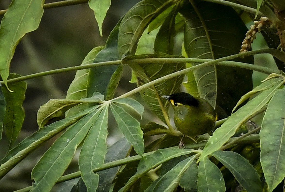 Bugun Liocichla - ML637182883