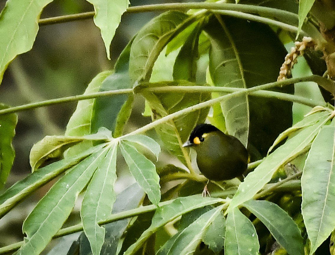 Bugun Liocichla - ML637182885