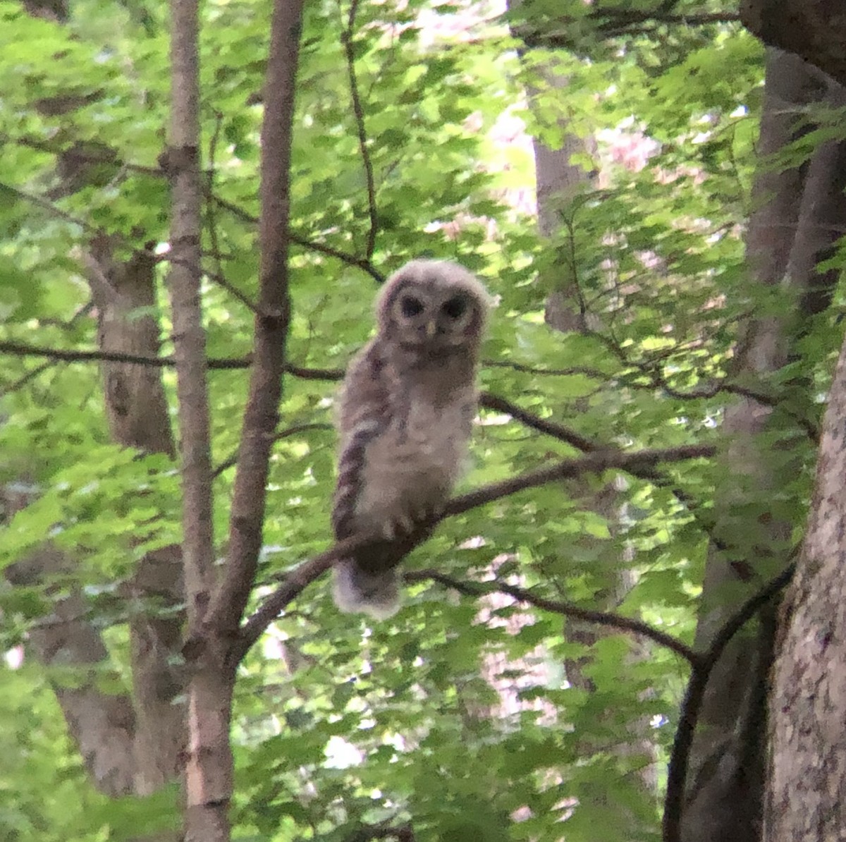 Barred Owl - ML637182942