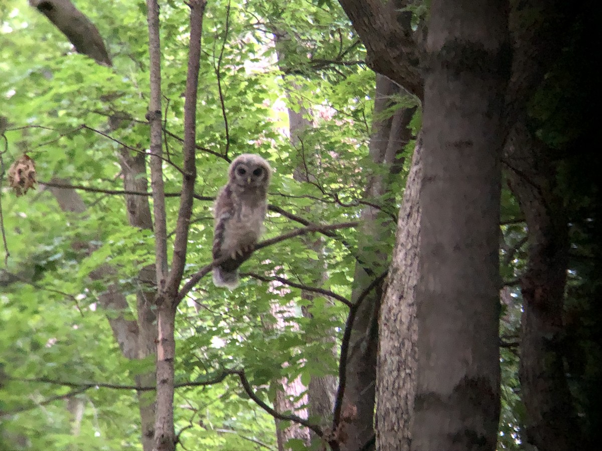 Barred Owl - ML637182944