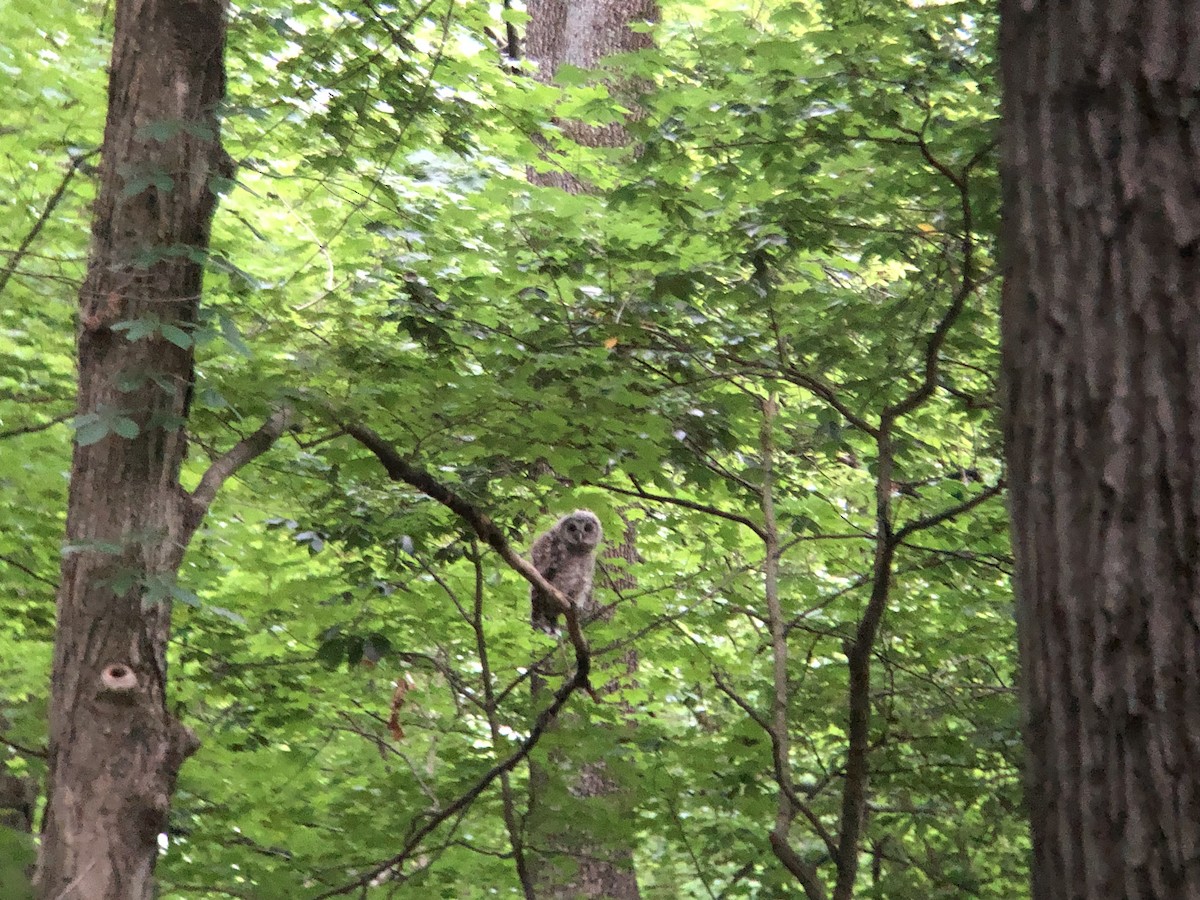 Barred Owl - ML637182945
