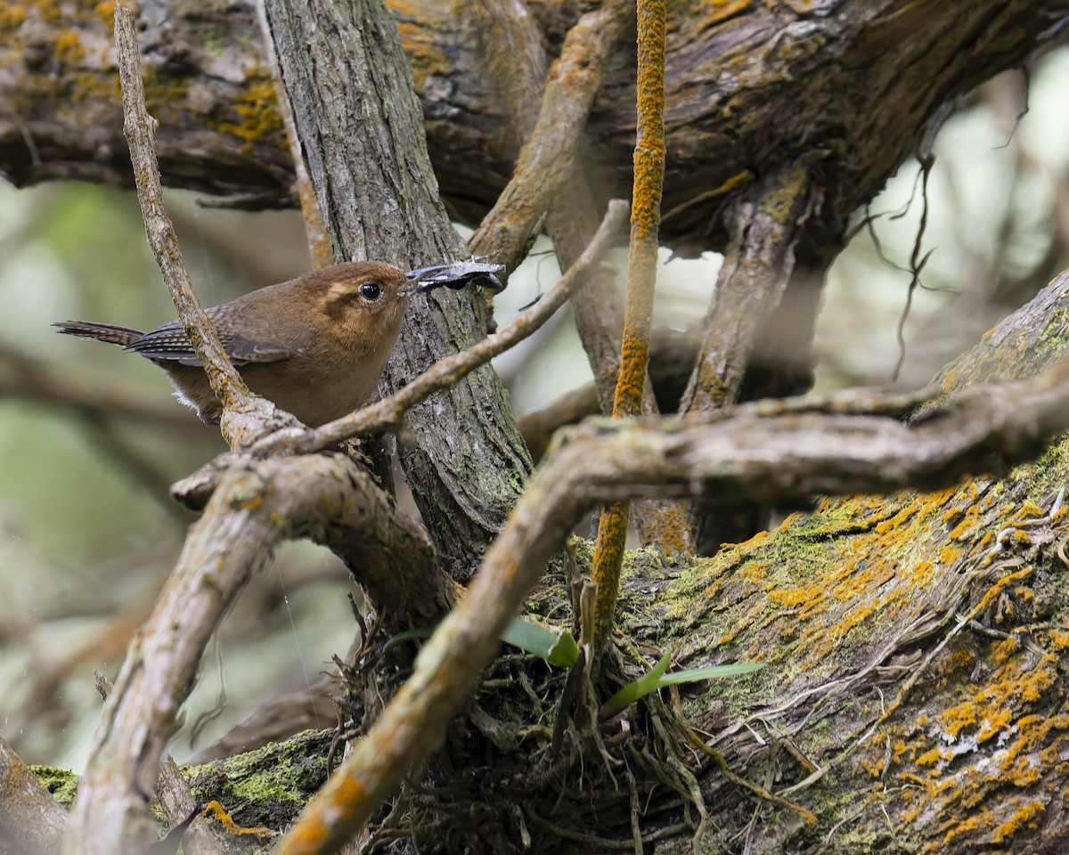 Ochraceous Wren - ML637182964