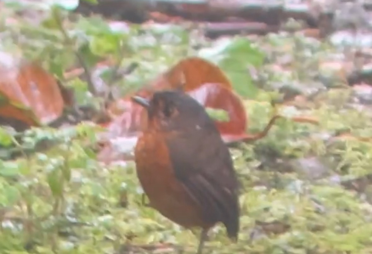 Slate-crowned Antpitta - ML637183020