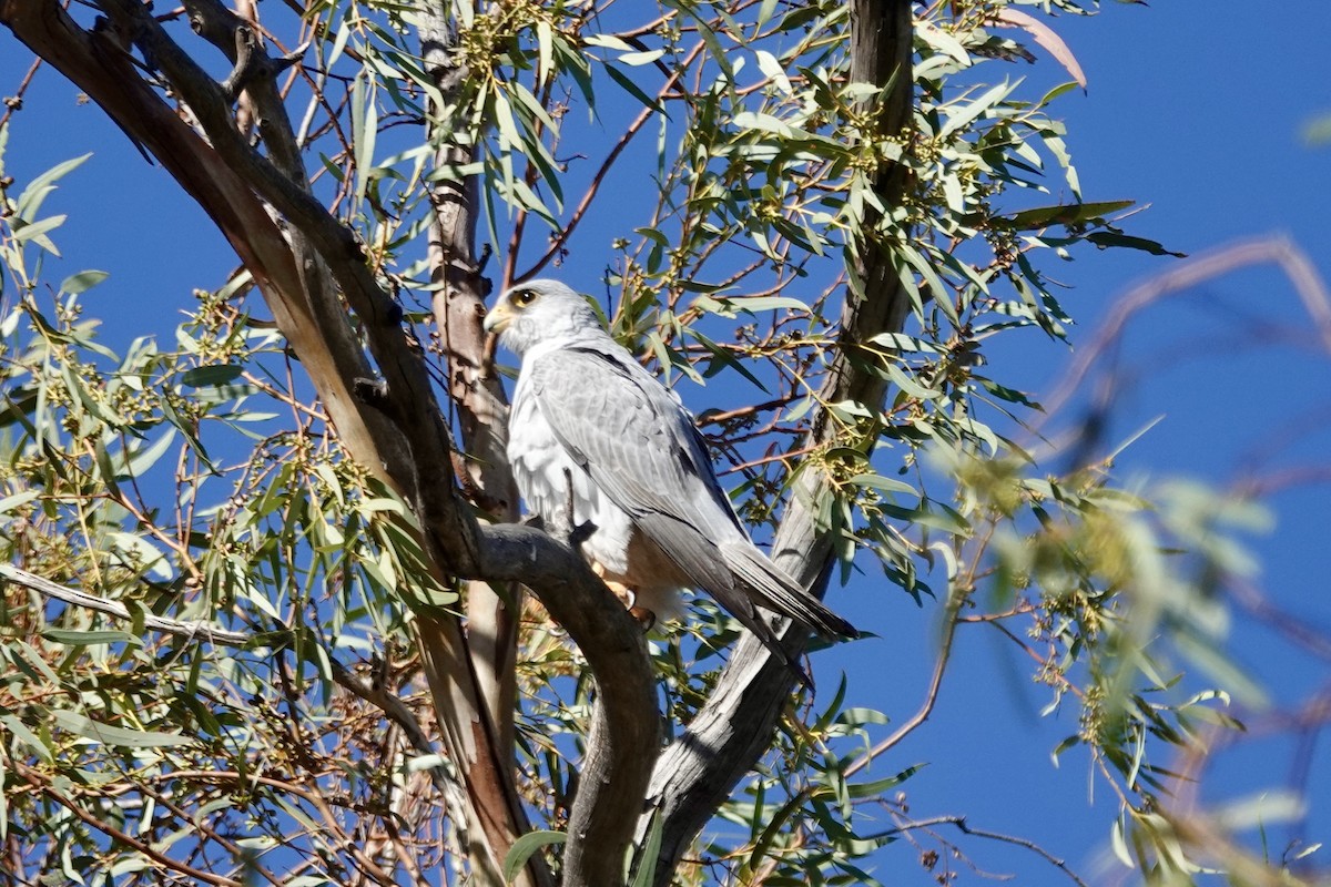 Gray Falcon - ML637183045