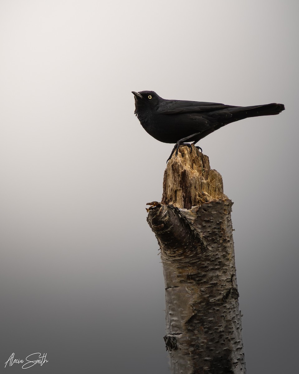 Rusty Blackbird - ML637183079