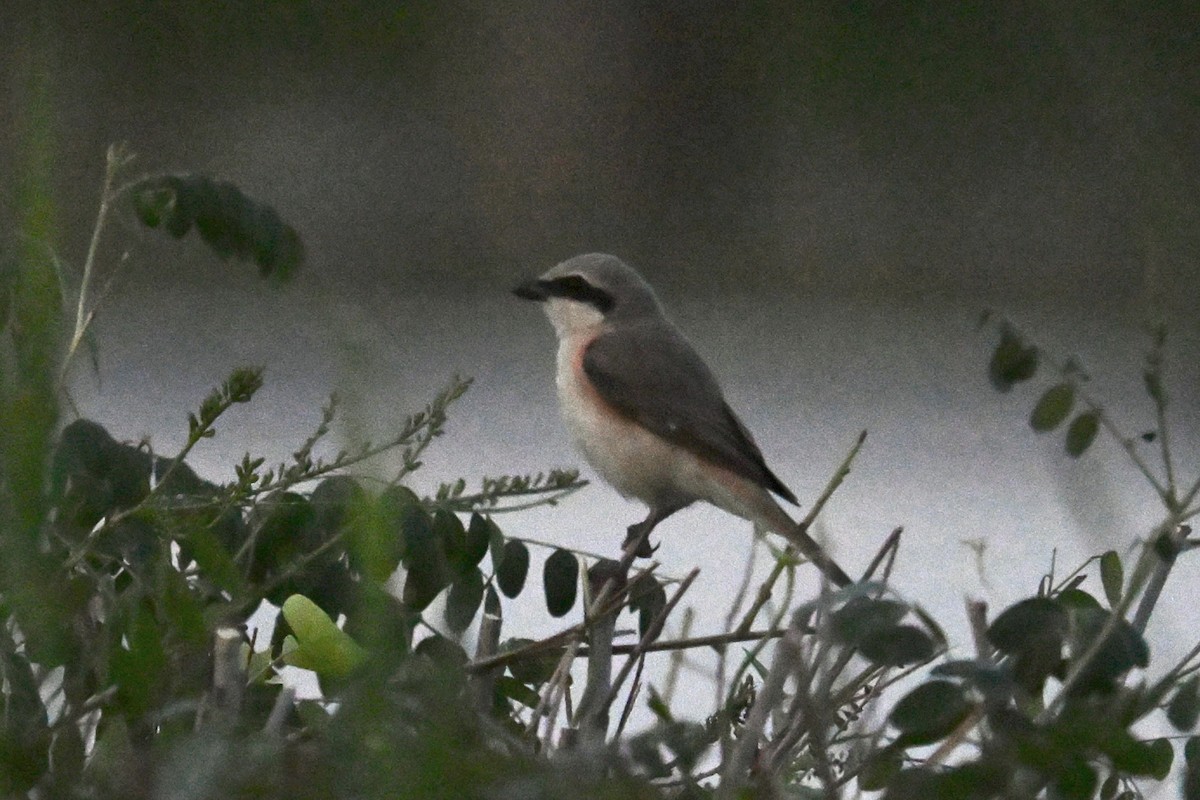 Isabelline Shrike - ML637183105