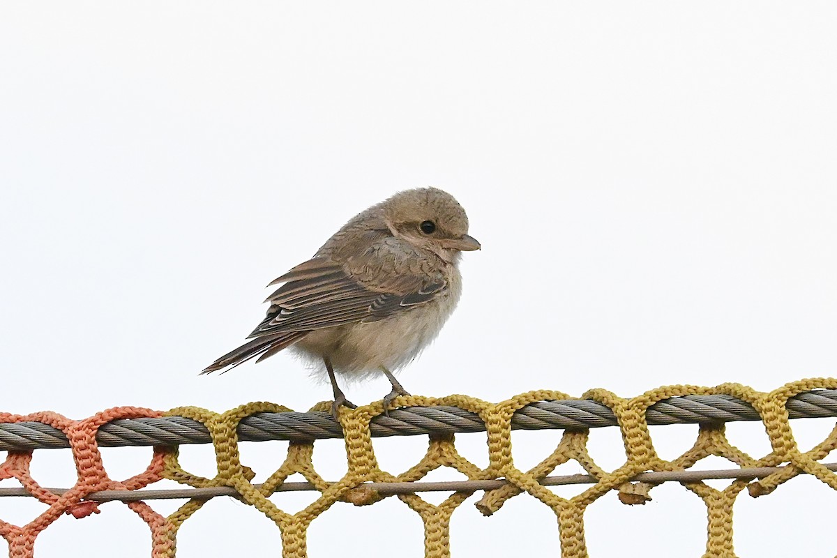 Isabelline Shrike - ML637183108