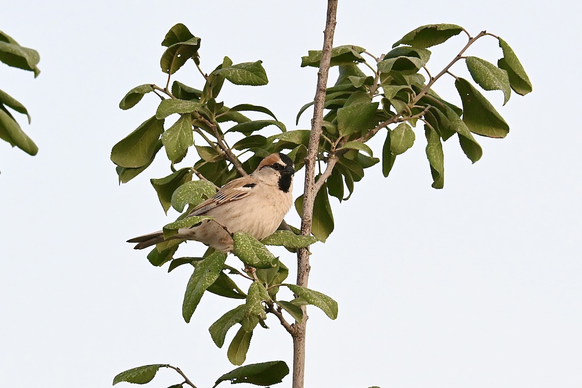 ノウメンスズメ - ML637183128