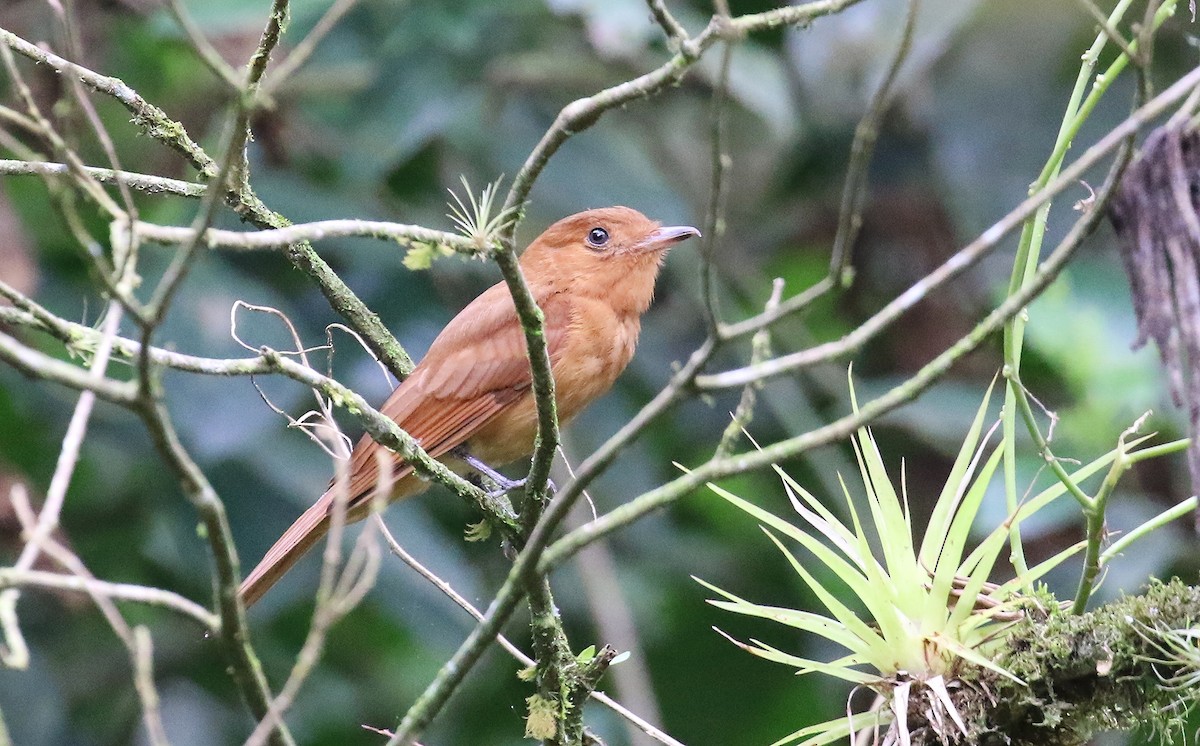Rufous Piha - ML637183217