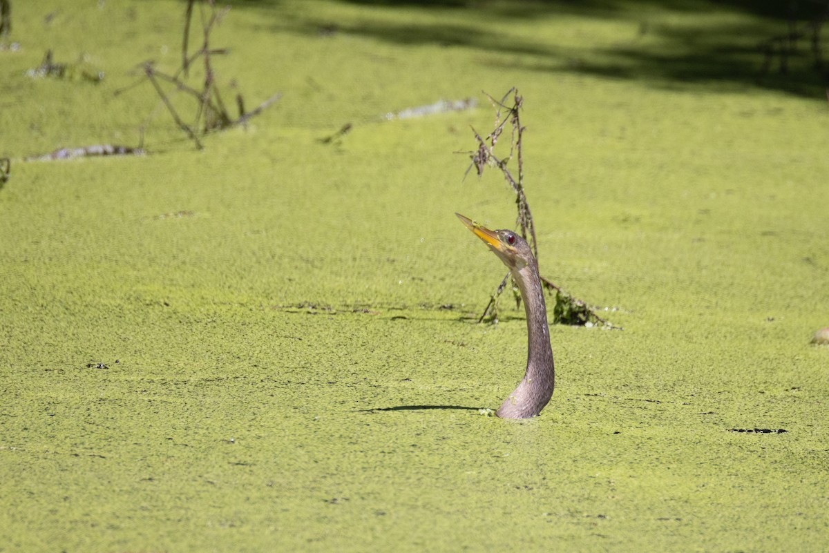 Anhinga - ML637183241