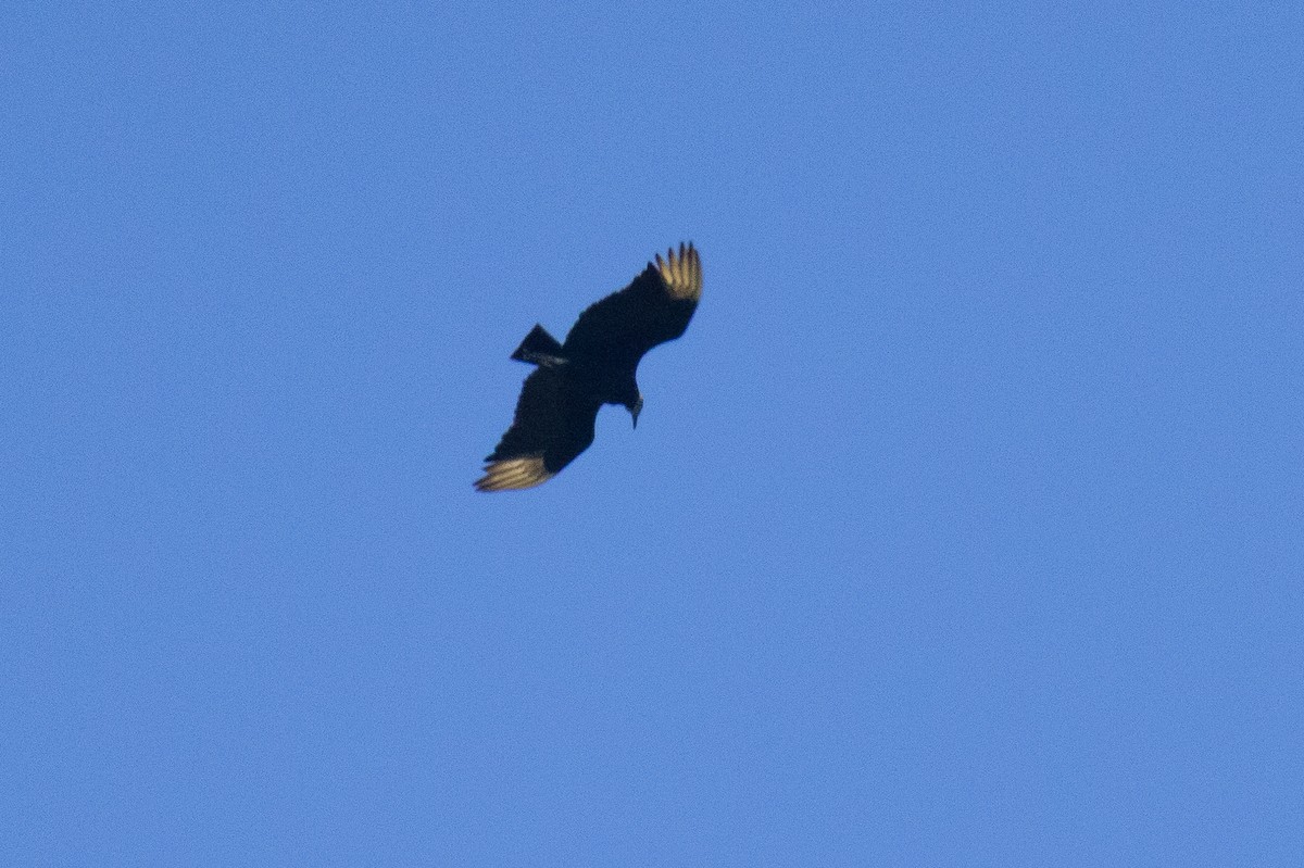 Black Vulture - ML637183243
