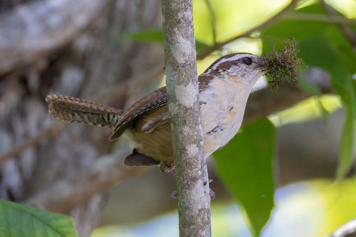 Carolina Wren - ML637183274