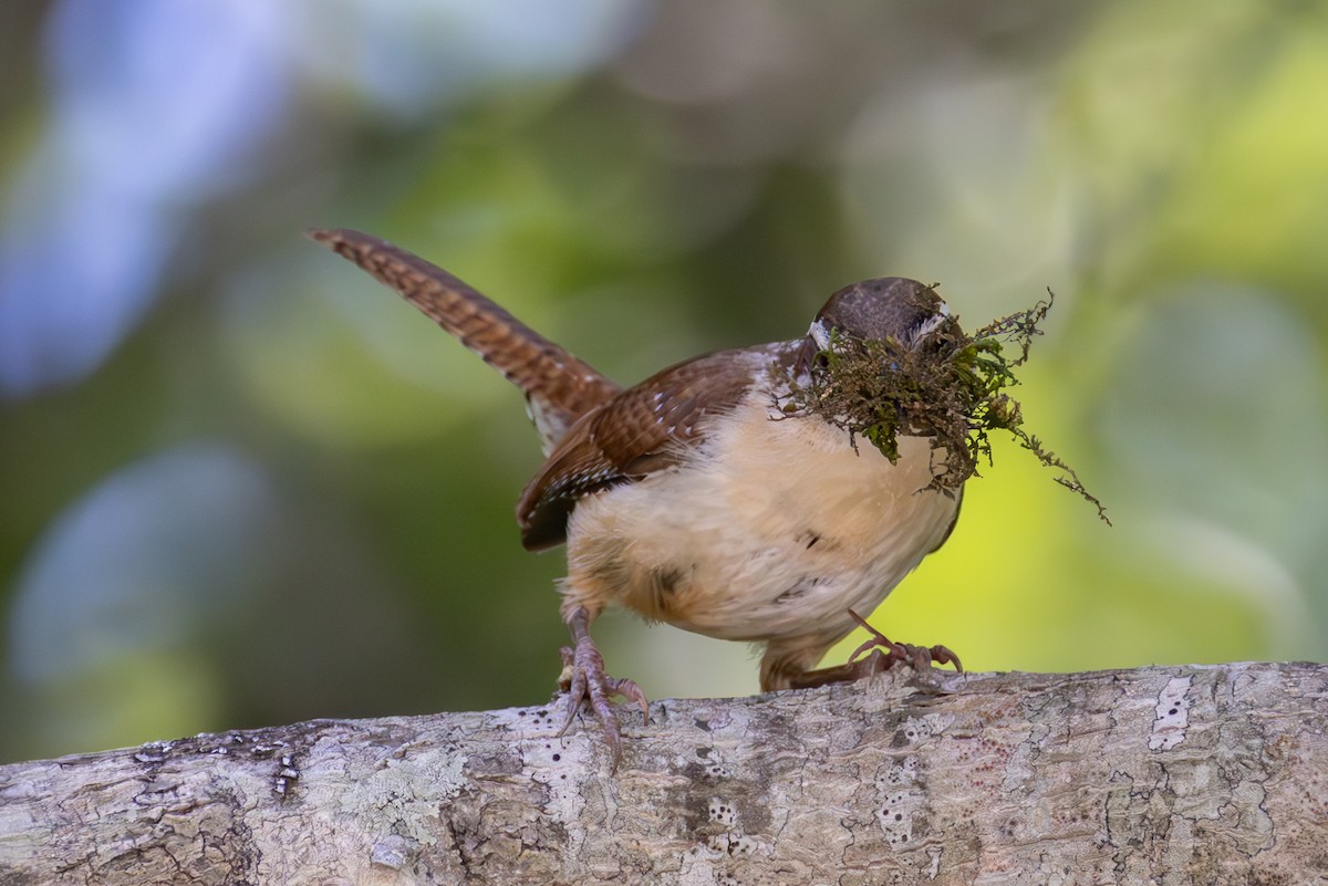 Carolina Wren - ML637183275