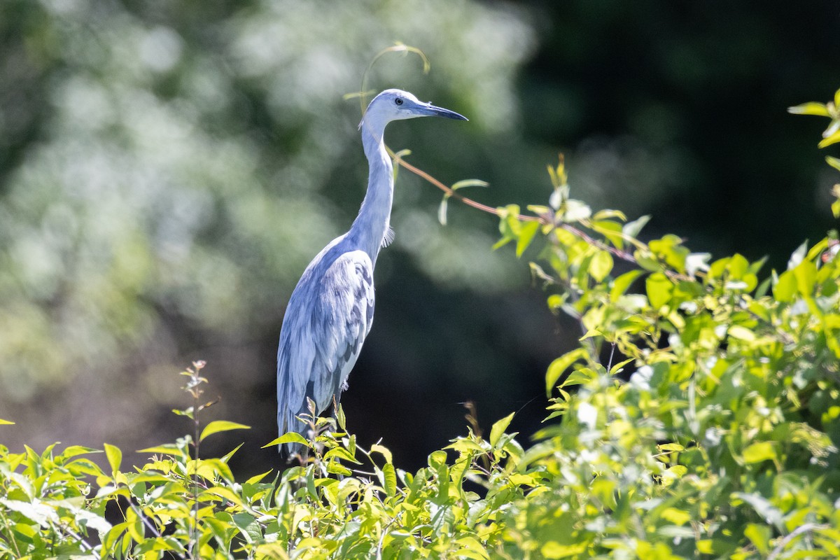 Little Blue Heron - ML637183279